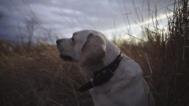 Лабрадорская собака жует сухую траву — стоковое видео