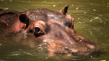 Büyük su aygırı suda yüzer, başı aşınır.