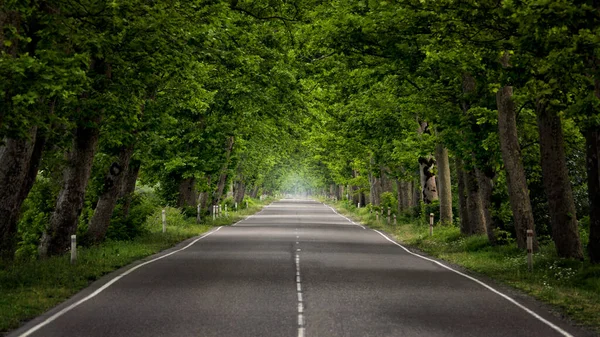 De-a lungul drumului copac verde în timpul verii — Fotografie, imagine de stoc