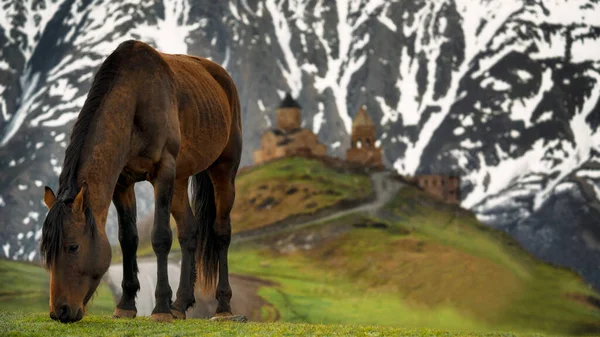 Kazbegi dağlarındaki at Trinity Kilisesi 'nin arka planında.