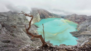 Dry tree on background of volcano ijen sulphuric acid lake Indonesia