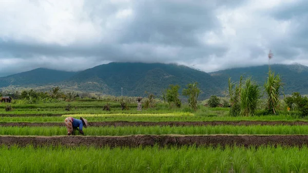 Woman working on the rice terraces