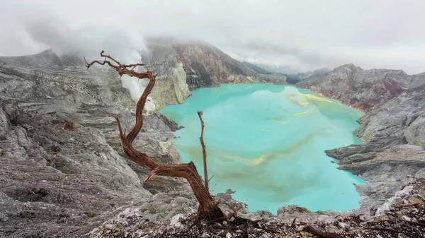 Dry tree on background of volcano ijen sulphuric acid lake Indonesia