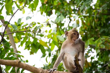 Parlak gün ile yeşil ormanda bir maymun