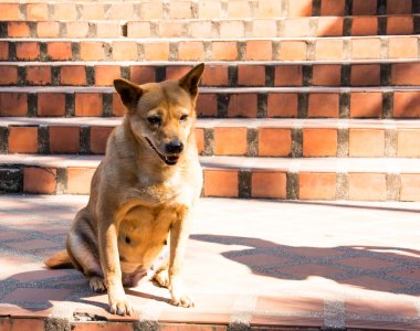 A kahverengi köpek bir turuncu taş merdivenle üzerinde oturuyor. Soğuk bir günde. Üzgün görünüyor ve ne zaman sahibini bekleyen bıkkın.