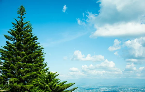 Weergave Van Een Naaldboom Onder Blauwe Hemel Met Witte Clound — Stockfoto