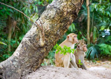 Yeşil orman yere belgili tanımlık maymun oturmak