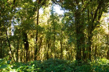 Ağaç dalı, ağaç gövdesi ve yaprakları yeşil ormanın içinde ayrıntı