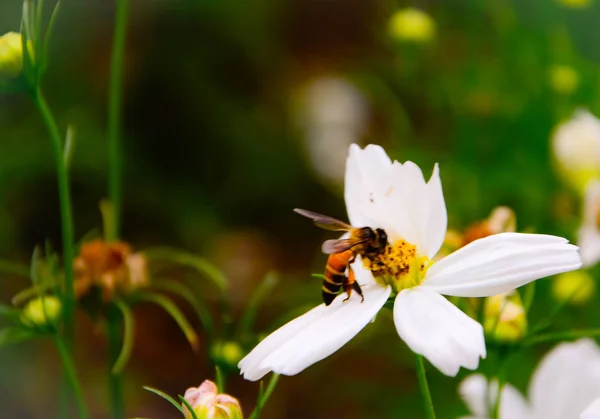 Weißer Kosmos, schöne Blume und winzige Biene — Stockfoto