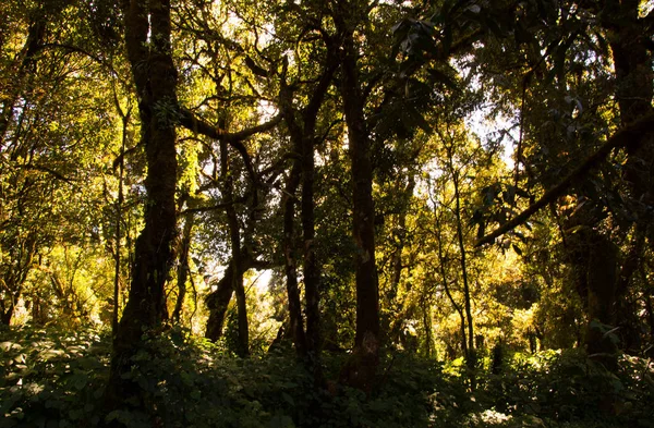 Detalhe do galho da árvore, tronco da árvore e folhas na floresta verde — Fotografia de Stock