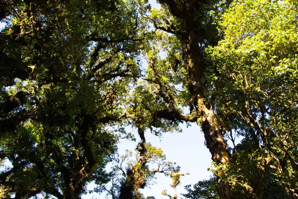 Detalhe do galho da árvore, tronco da árvore e folhas na floresta verde — Fotografia de Stock