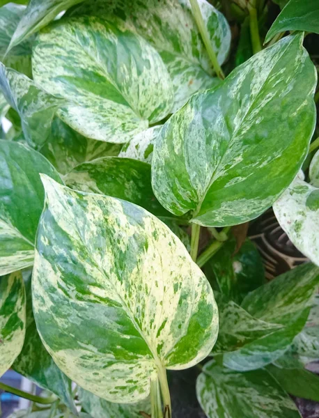 Daun Golden pothos — Stok Foto