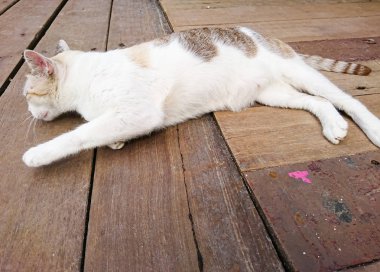 Ahşap zemin üzerinde beyaz bir kedi uyuyor