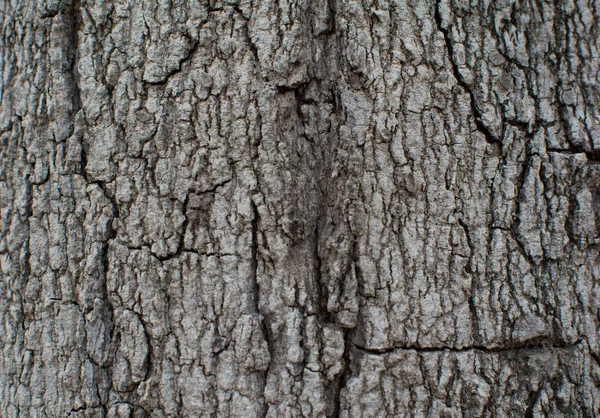 有很多裂缝的灰色树干的质地, 这是老树的树干 " — 图库照片
