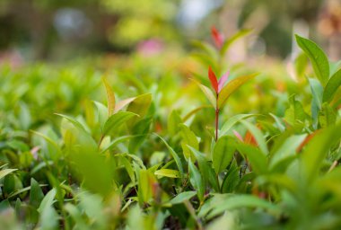 Güzel doğa arka plan mahs yaprakları, yeşil yaprakları ve kırmızı üst yaprak adlı küçük bir ağaç. Yakın kadar görüntünün bulanık arka planda