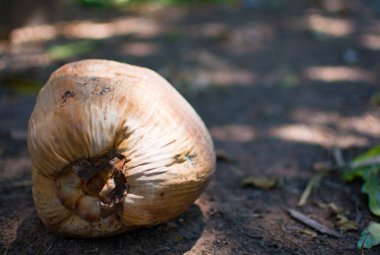 Brown Hindistan cevizi yere yerleştirilir