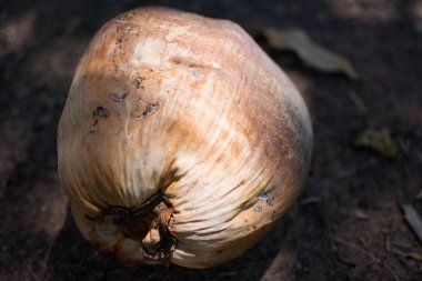 Brown Hindistan cevizi yere yerleştirilir