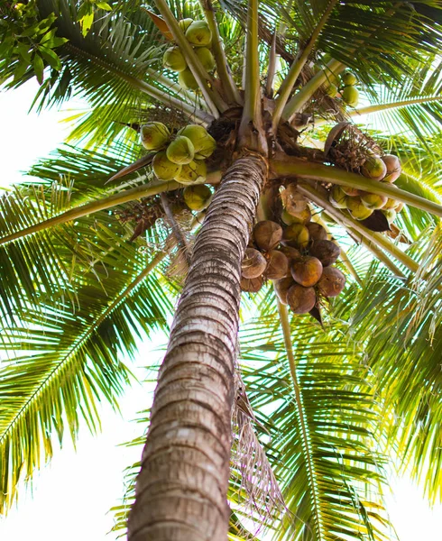 Árbol de coco con muchas hojas de coco y verde en vista de punto bajo —  Fotos de Stock