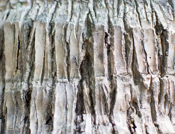 A textura do tronco cinza que tem um monte de rachaduras, este é o tronco de coqueiro da árvore velha — Fotografia de Stock