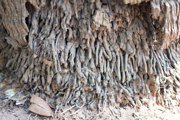The texture of coconut tree 's root which has a lot of cracks, this is the tree root of old tree — стоковое фото