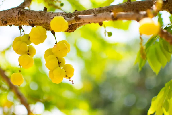 Grupo de pequeñas grosellas estelares todavía están en el palo marrón. Es muy agrio y tiene color amarillo. Parece una pequeña calabaza. El fondo de esta imagen está borroso. . — Foto de Stock