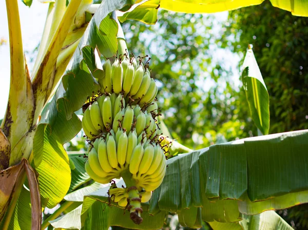 Dit stelletje banaan is bijna rijp. Het is een zeer mooi bos, geen krassen, geen mark. Er zijn ook groene bananenbladeren in beeld — Stockfoto