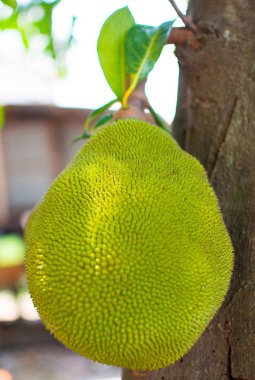 Jackfruit kahverengi sopanın üzerinde. Yeşil ve sarı renkte Tay ve Asya meyvesidir..