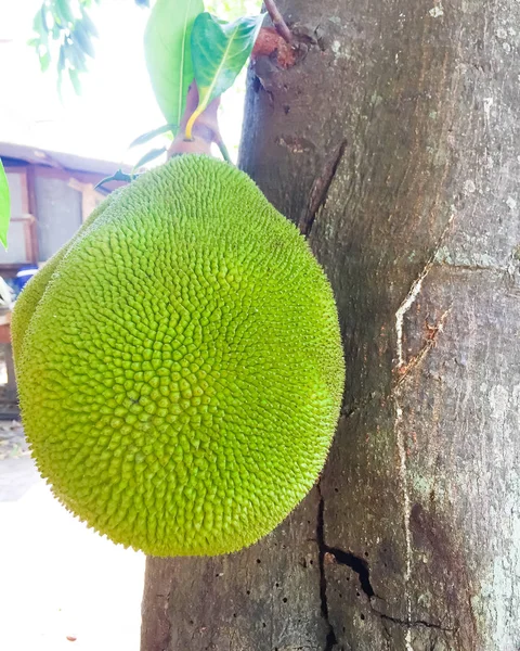 Jackfruit är på den bruna pinnen. Det är thailändsk och Asien frukt som är grön och gul färg. — Stockfoto
