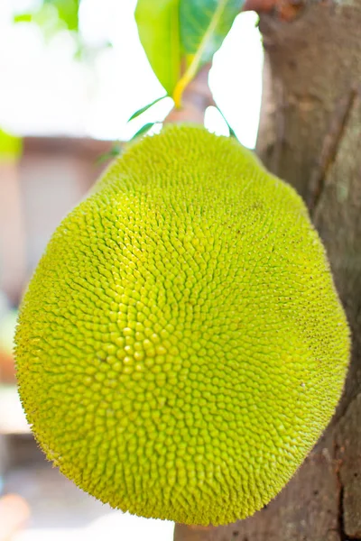 La jaca está en el palo marrón. Es fruta tailandesa y asiática de color verde y amarillo. . —  Fotos de Stock