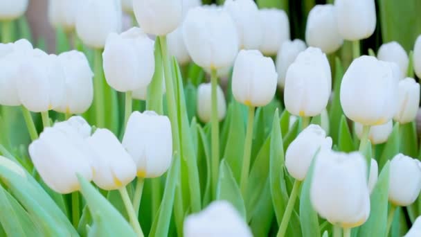 Tulip flower with green leaf background — Stock Video