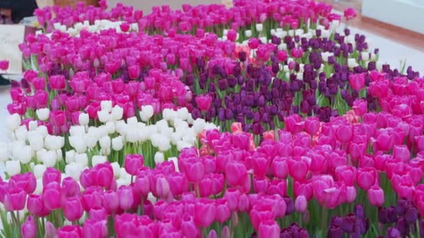 色彩艳丽的郁金香，在花卉市场上出售 — 图库视频影像