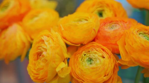 Un mazzo di fiori Ranunculus arancioni su uno sfondo chiaro . — Video Stock