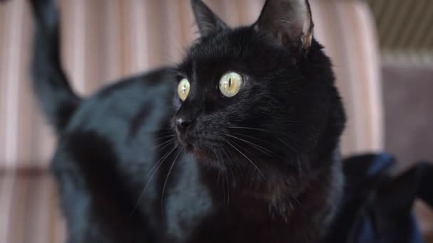 Negro Shorthair gato en el sofá — Vídeos de Stock