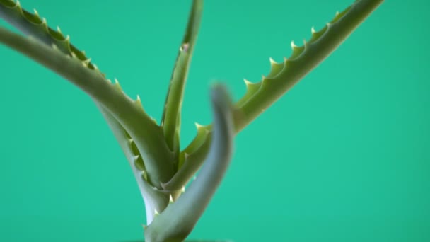 Primer plano de Aloe Vera. Planta de aloe vera girada, cosméticos naturales de renovación orgánica, medicina alternativa. Concepto de cuidado de la piel . — Vídeos de Stock