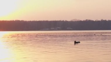 Gün batımında gölde vahşi ördek