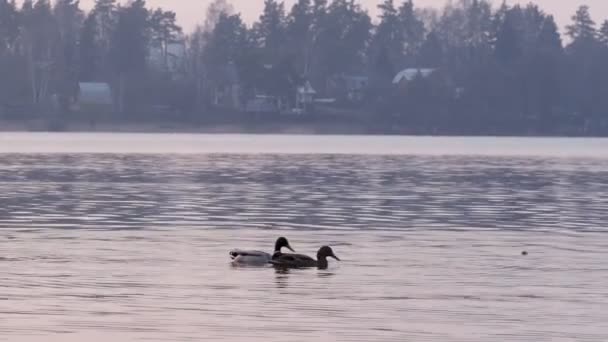 Pato salvaje en el lago al atardecer — Vídeos de Stock