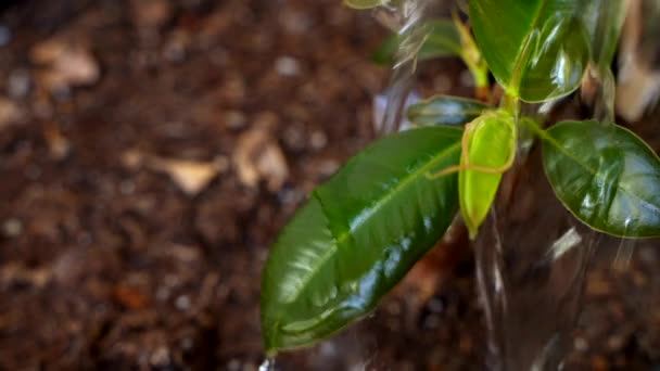 Agricultores mano regando una planta joven — Vídeos de Stock