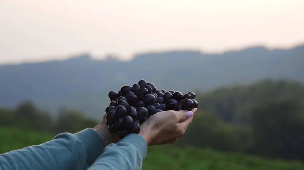 Female hands close-up holding out black grapes outside.