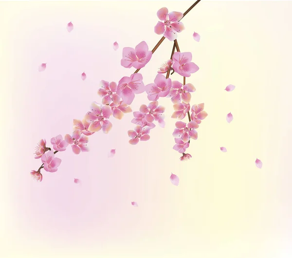 Sakura   .Spring   flowers sakura blossom — Stock Vector