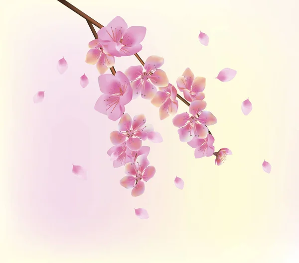 Sakura   .Spring   flowers sakura blossom — Stock Vector