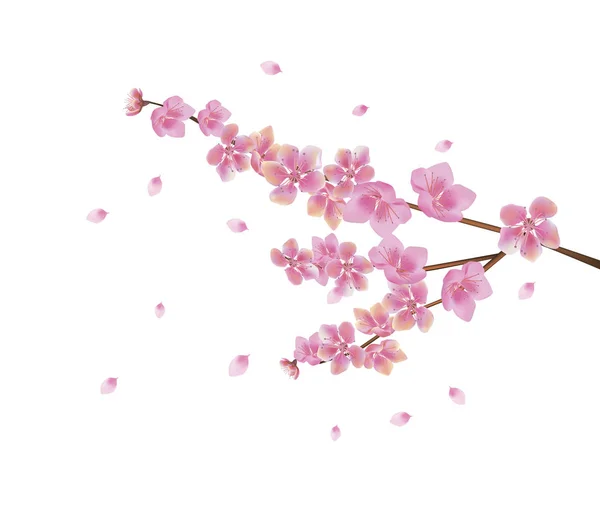 Sakura. Lente bloemen sakura bloesem — Stockvector