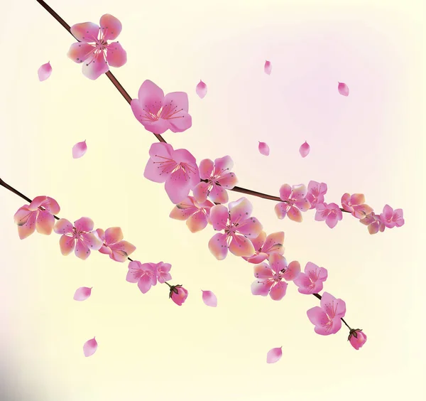 Sakura .Spring flores sakura flor — Vector de stock