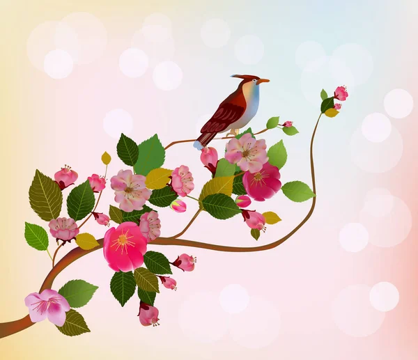 Sakura. Soirée dans le jardin fleurissant cerise et oiseaux chantent — Image vectorielle