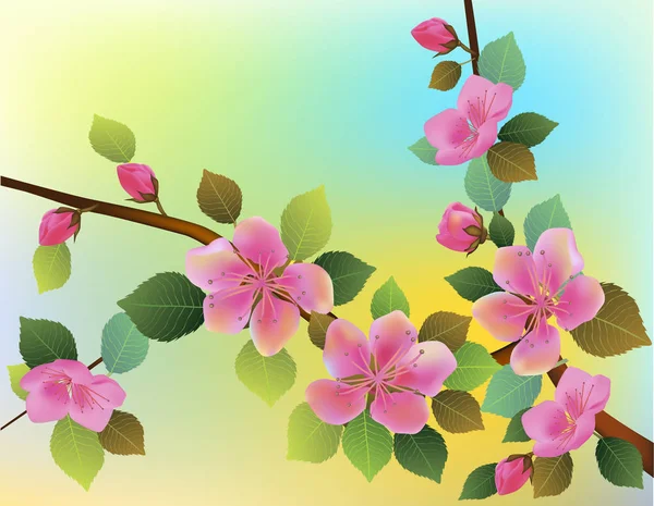 Фон природы с цветущей ветвью розовых цветов сакуры . — стоковый вектор