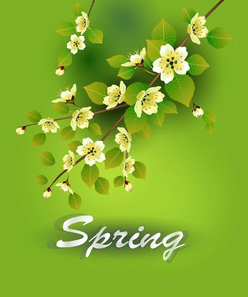 Lente Alle Wakker Bloemen Sakura Bloesem Briefkaart — Stockvector