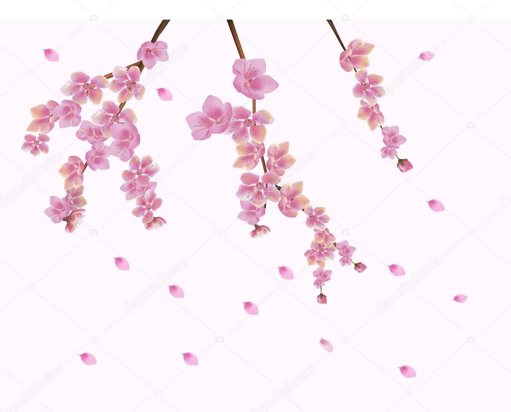 Spring. All wakes up, flowers sakura blossom.Postcard 