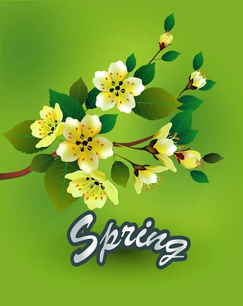 Primavera Tudo Acorda Flores Sakura Blossom Postcard —  Vetores de Stock