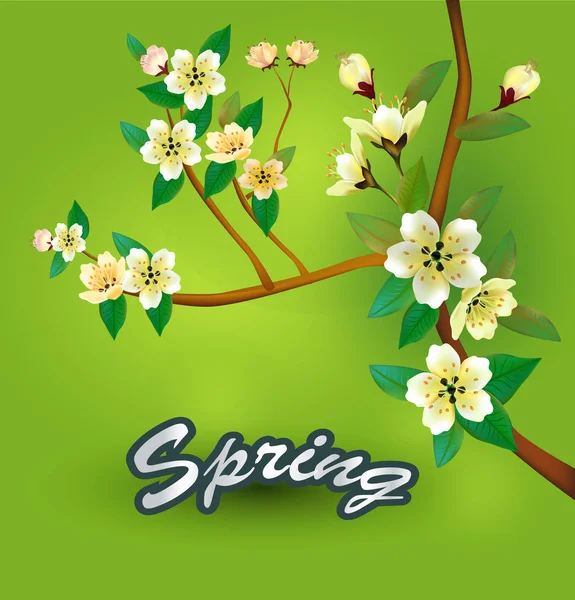 Primavera Tudo Acorda Flores Sakura Blossom Postcard —  Vetores de Stock