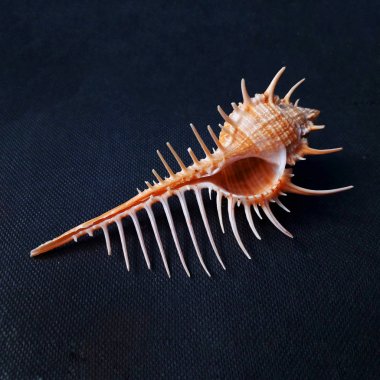 Deniz kabuğu koyu arka plan.