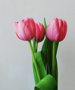   Tatil fotoğraf kavramı. Gri arka plan üzerinde pembe laleler.  